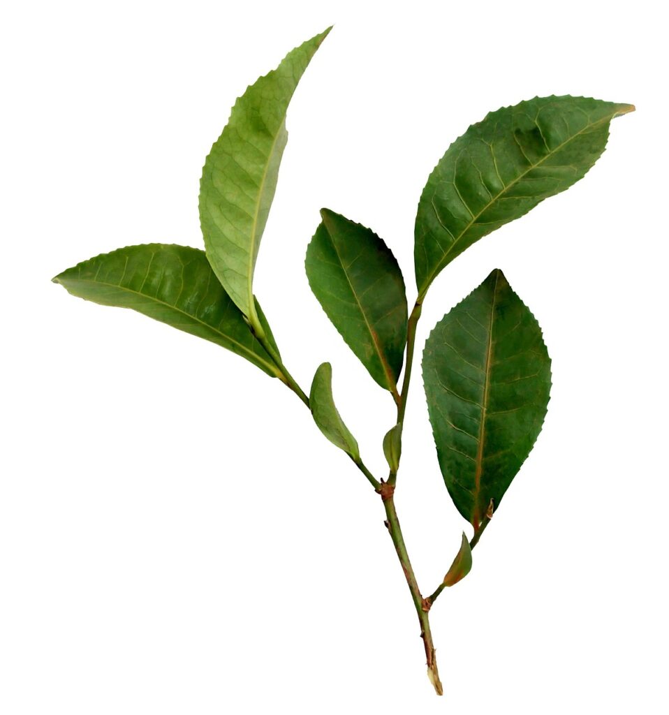 Theeblad van een theeplant
